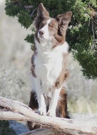 Bo-Tyne's Fightin' Back  'Temper' (Quiver x Dart)
