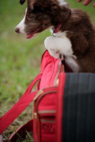 Photo Credit: Pix N' Pages
