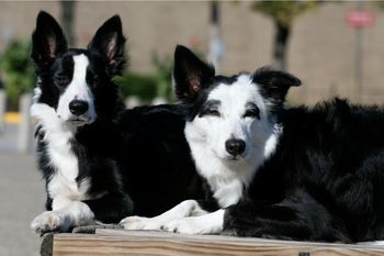 Antic (x Sooner 2011) and Vixen

