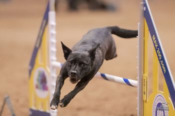 Photo credit Great Dane Photos
