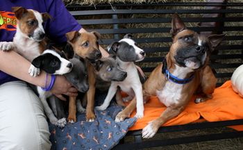 The first Scorch x Maverick litter: L-R: Livid, Curve, Savage, Danger, Smirk & Maverick
