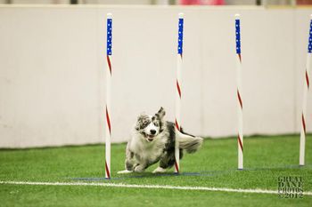 Photo credit Amy Johnson, Great Dane Photos

