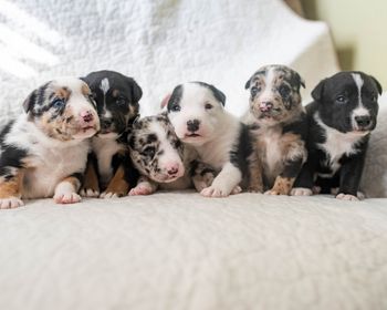  Shutterfly x Caption  produced  Copy Cat, Mimic, George, Cartel, Remedy and Gambit
