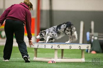 Photo credit Amy Johnson, Great Dane Photos
