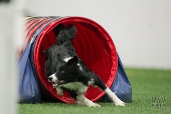 Photo credit Great Dane Photos
