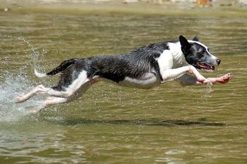 Photo credit Ruff Mutt Photography
