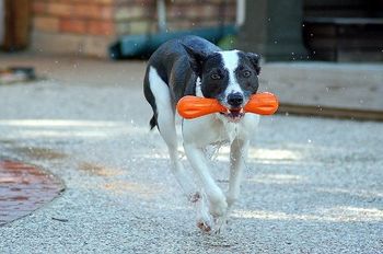 Photo credit Ruff Mutt Photography
