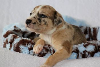 Sofie x Tension produced  Divine, Frigid, Primal, Lavish, Covet, Grenade, Sacred and Hero
