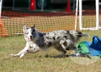 Photo Credit: Good Dog Sports
