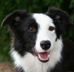Bo-Tyne's Exclamation 'Ole'Blink x Copper
