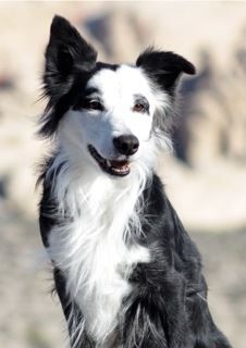 Offspring's Covergirl 'Vixen'(Ink x Badger)

