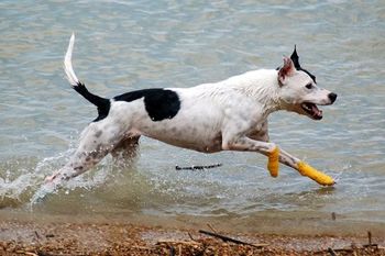Photo credit Ruff Mutt Photography
