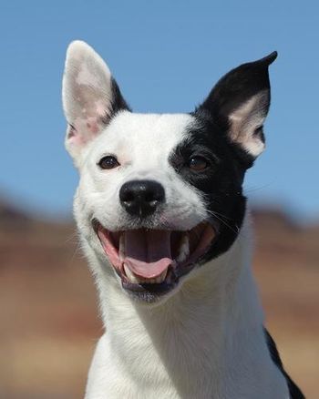 On Target's Analyze This'Profiler' (Lust x Maverick)  Borderstaffy

