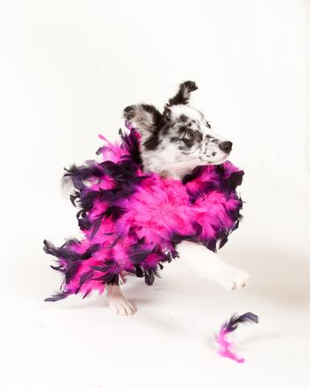 Photo credit Muddypawz
