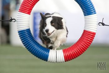 Photo credit Great Dane Photos

