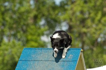 Photo credit Great Dane Photos
