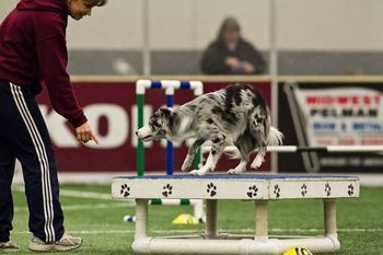 Photo credit Great Dane Photos
