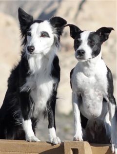 Vixen and Alias (x Maverick)
