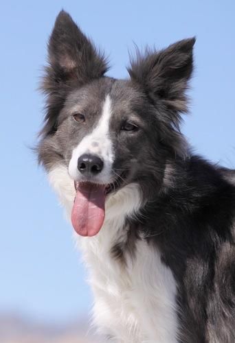 SSR's Tial Wave 'Ocean'(Glamour x Scout)

