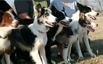 Envy (x Dart 2005), Jedi, Lust (x Dart 2006), Pyscho (x Sooner 2008)
