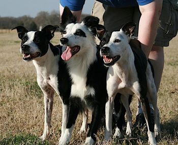 Alias, Vixen and Seek
