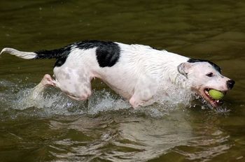 Photo credit Ruff Mutt Photography
