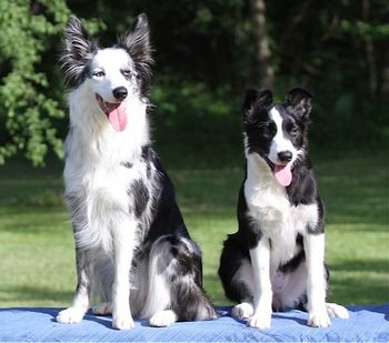 Sooner Puppies: Visa (x Envy) Cleo (x Kay)
