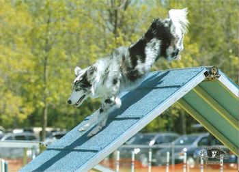 Photo credit petpersonalities.com
