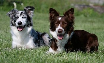 Vixen x Sooner Puppies: Spirit and Peak
