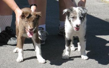 Envy x Sooner Puppies: Angrr and Tension
