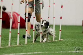 Photo credit Great Dane Photos
