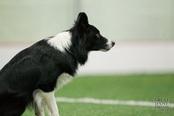 Photo credit Great Dane Photos
