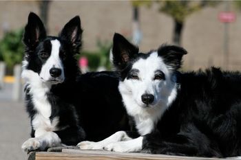 Antic (x Sooner 2011) and Vixen
