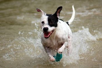 Photo credit Ruff Mutt Photography
