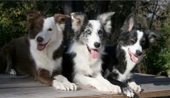 Envy (x Dart 2005), Jedi, Lust (x Dart 2006)
