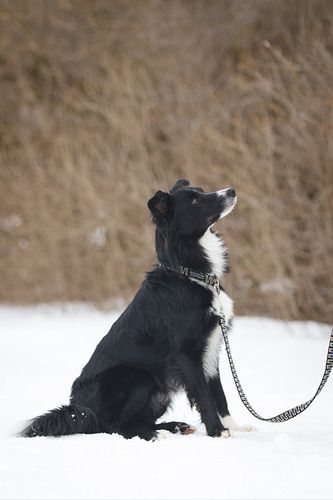 Photo credit Shelley Victoria Photography
