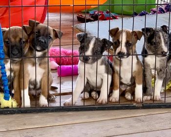  Topsy x Sega  produced  Wonder, Bug, Shallot, Sioux and Hera
