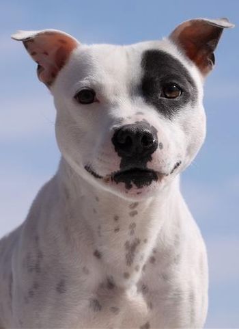 Boomtown's Lookin' Sharp'Chrome' (Scout x Maverick)
