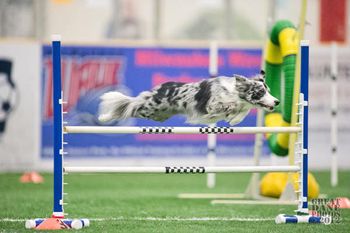 Photo credit Amy Johnson, Great Dane Photos
