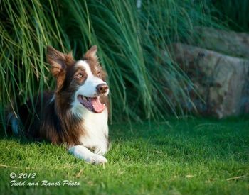 Photo credit Field and Ranch photography
