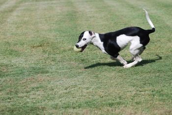 Bolt

