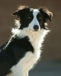 Offspring's All Charg'd Up  'Static' (Wicked x Badger)
