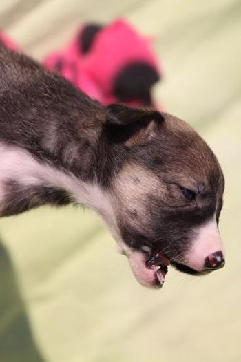 Millie's BW Litterproduced  Gremlin, Savvy, Psyclone, Tru, Maverick, Glock, Higgs and Merge
