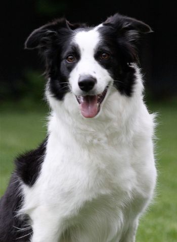 Imp. Millie 'Millie'(Tilley X Scrum)
