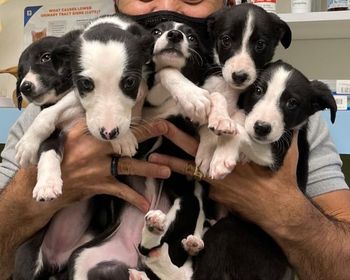  Twister x Rad  produced  Sweet Pickle, Ripken, Dill, Mantis and Jasper
