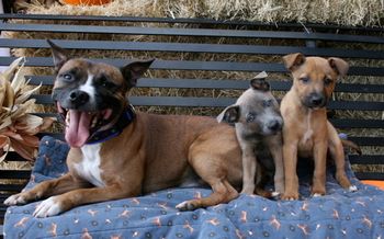 The first Scorch x Maverick Litter: Maverick, Danger and Savage
