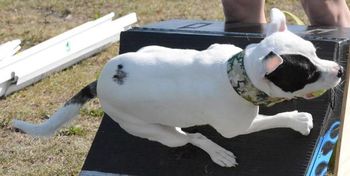 'Gidget'

