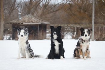 Photo credit Shelley Victoria Photography
