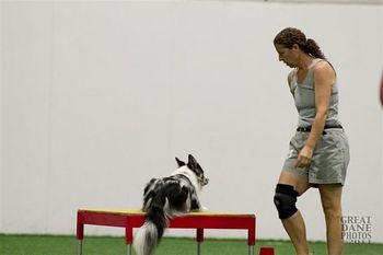 Photo credit Great Dane Photos
