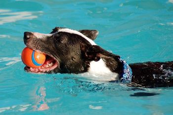 Photo credit Ruff Mutt Photography
